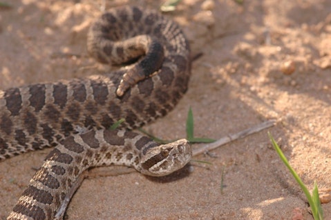 10 States With no or Least Poisonous Snakes in America