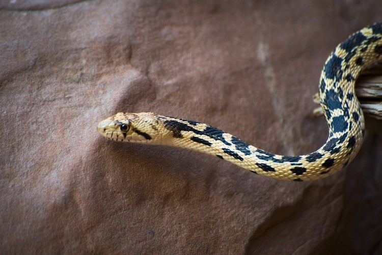 10 States With the Most Venomous Snakes in America