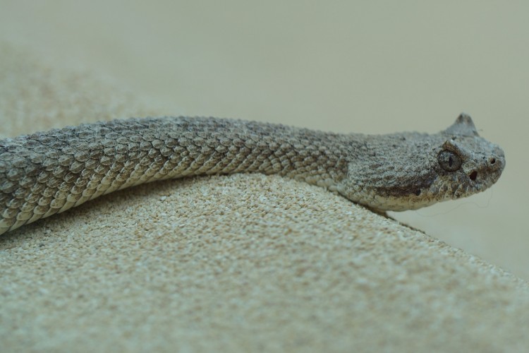 11 Most Venomous Rattlesnake Species in the World