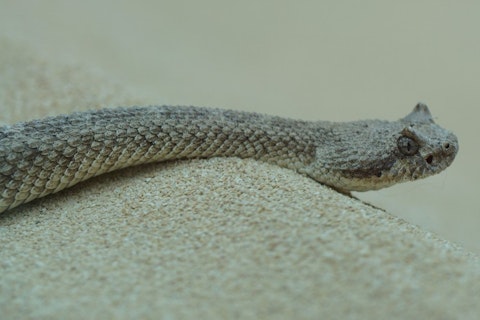 11 Most Venomous Rattlesnake Species in the World
