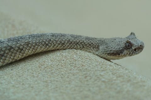 11 Most Venomous Rattlesnake Species in the World