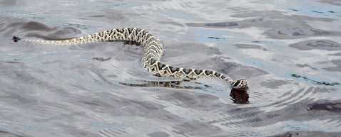 11 Most Venomous Rattlesnake Species in the World