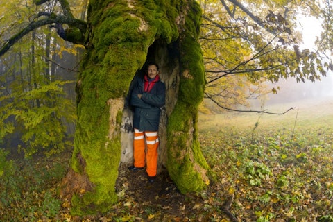 11 Biggest Trees in the World by Volume