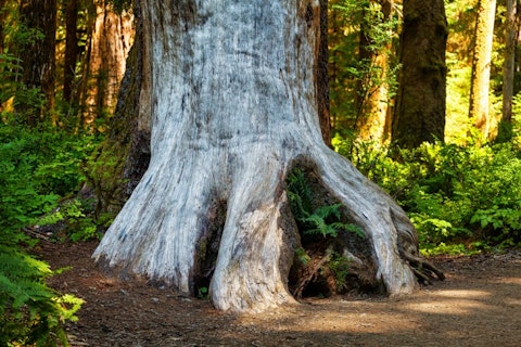 11 Biggest Trees in the World by Volume