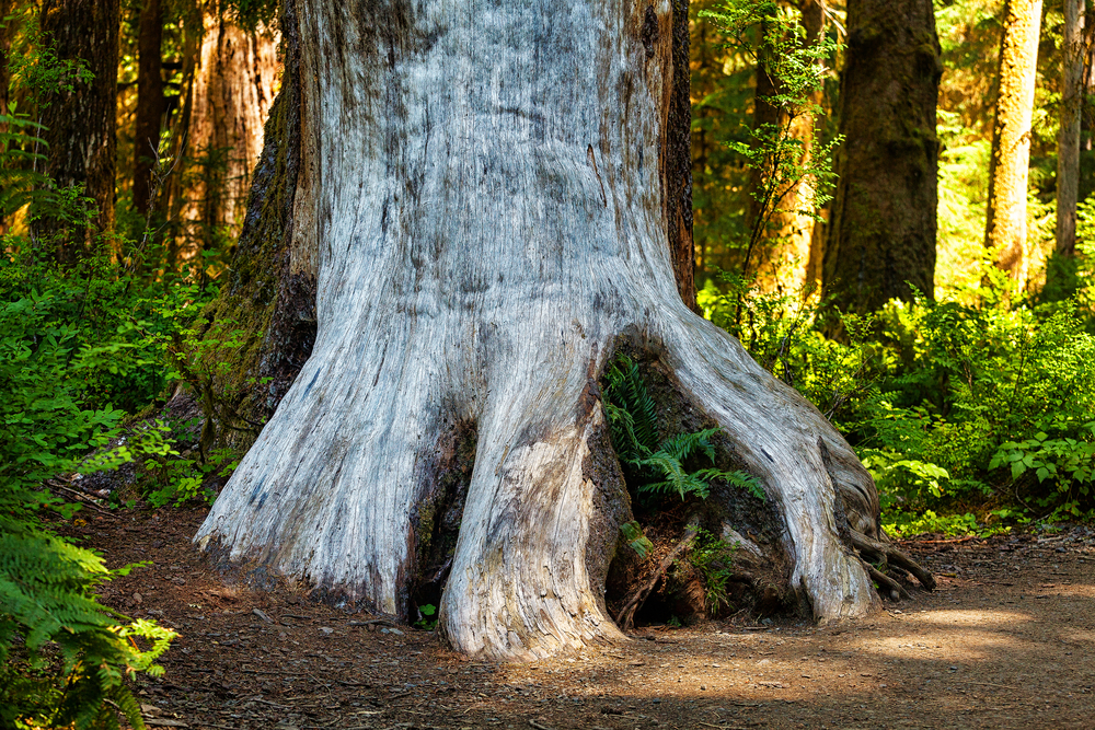 25 Least Forested Countries in Europe