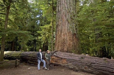 11 Biggest Trees in the World by Volume