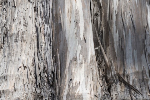 11 Biggest Trees in the World by Volume