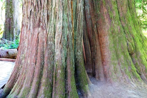 11 Biggest Trees in the World by Volume