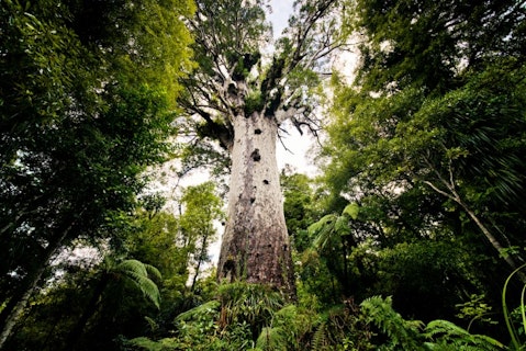 11 Biggest Trees in the World by Volume