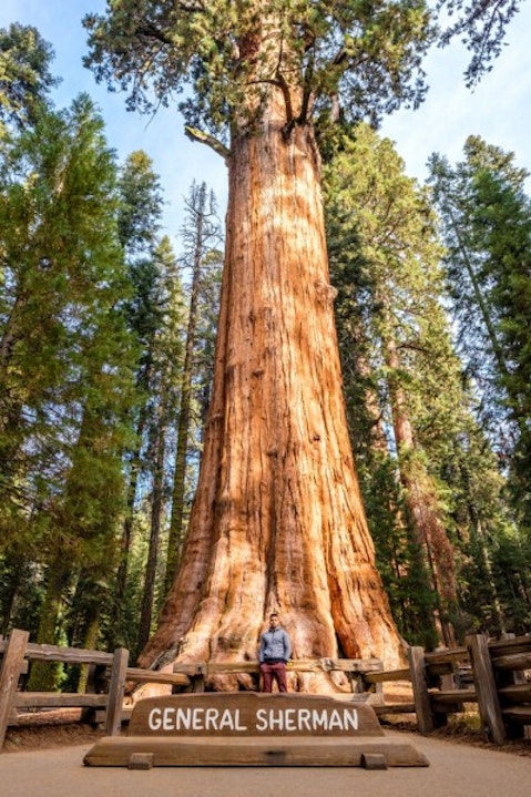 11 Biggest Trees in the World by Volume