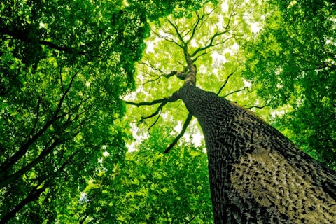 11 Biggest Trees in the World by Volume