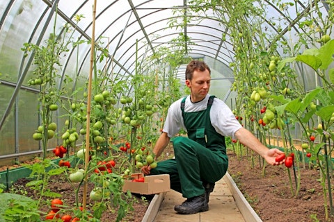 10 Best Cash Crops with the Highest Profit per Acre