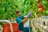 10 Best Vertical Farming and Hydroponic Stocks to Buy