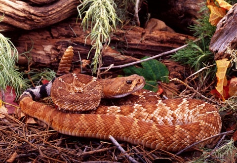 11 Most Venomous Rattlesnake Species in the World