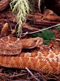20 Most Deadliest and Dangerous Snakes In the World