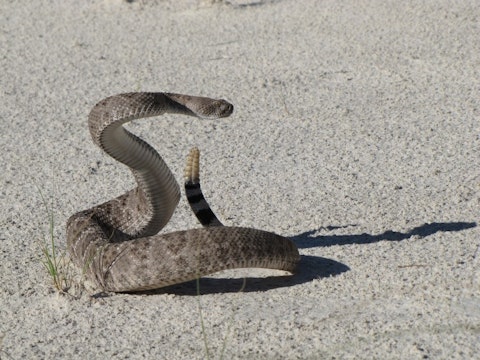 11 Most Venomous Rattlesnake Species in the World