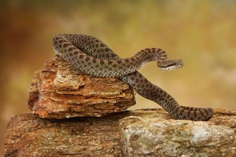 11 Most Venomous Rattlesnake Species in the World
