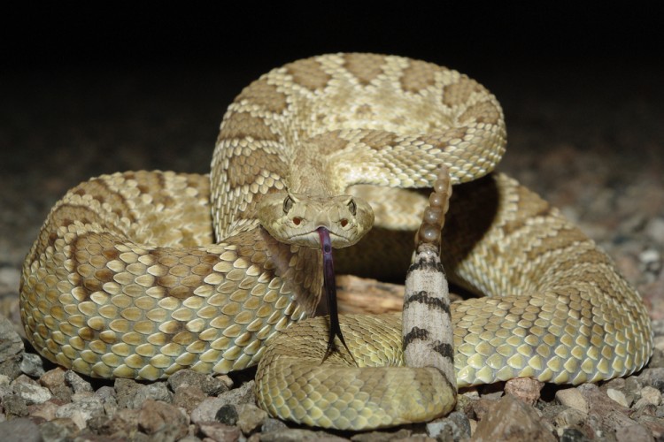 10 States With No Or Least Poisonous Snakes In America - Insider Monkey