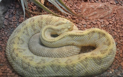 11 Most Venomous Rattlesnake Species in the World