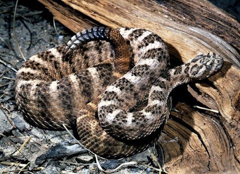 11 Most Venomous Rattlesnake Species in the World