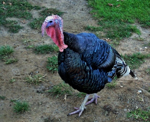 Top 10 States In Turkey Production