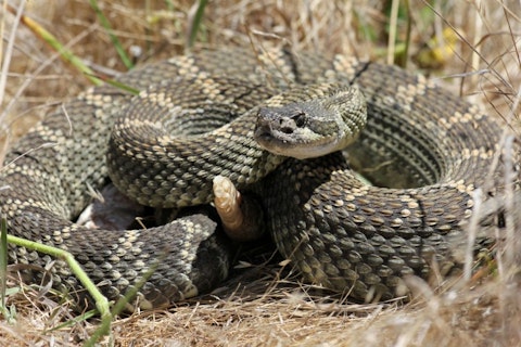 10 States With no or Least Poisonous Snakes in America
