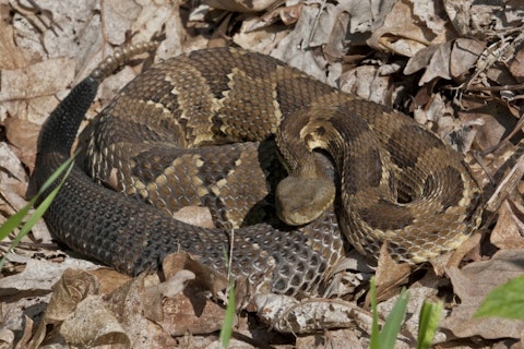 10 States With no or Least Poisonous Snakes in America