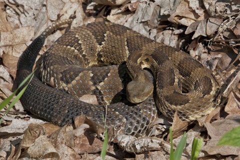 10 States With no or Least Poisonous Snakes in America