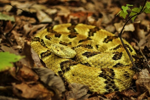 10 States With no or Least Poisonous Snakes in America
