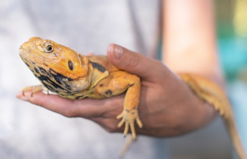 10 Snake Breeders and Reptile Shops in NJ and New York