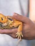 10 Snake Breeders and Reptile Shops in NJ and New York