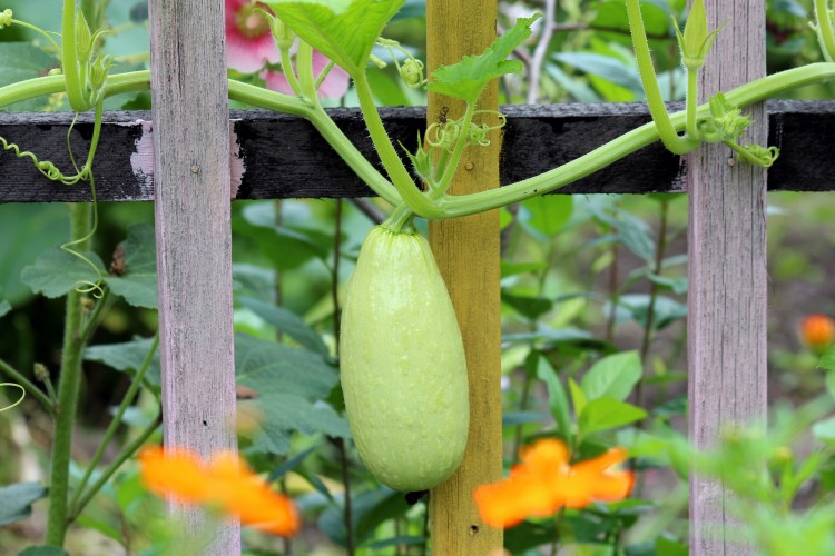 11 Easiest Garden Vegetables To Grow