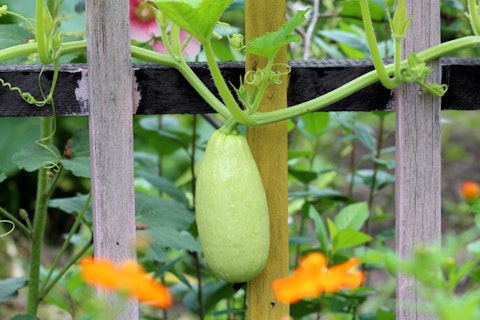 11 Easiest Garden Vegetables To Grow