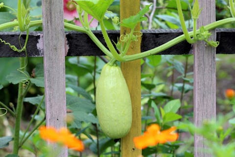 11 Easiest Garden Vegetables To Grow