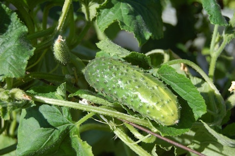 11 Easiest Garden Vegetables To Grow