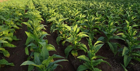 Top 20 Tobacco Growing Countries in the World