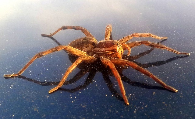 16 Biggest Internet Hoaxes That Fooled The World