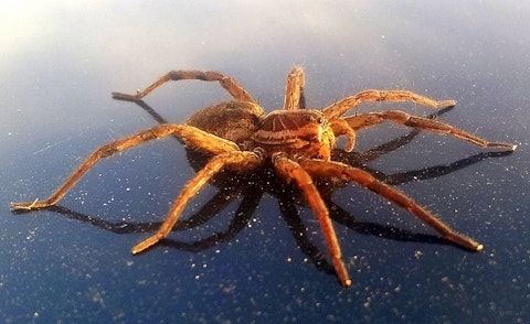 16 Biggest Internet Hoaxes That Fooled The World