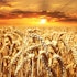 10 Wheat Stocks to Buy Now