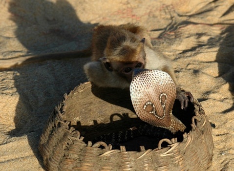 11 Most Poisonous Snakes in India