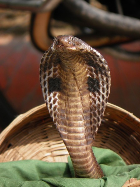 11 Most Poisonous Snakes in India