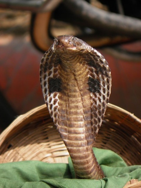 11 Most Poisonous Snakes in India