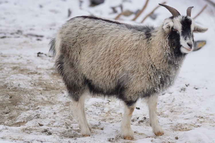 Easiest Goat Breeds to Raise