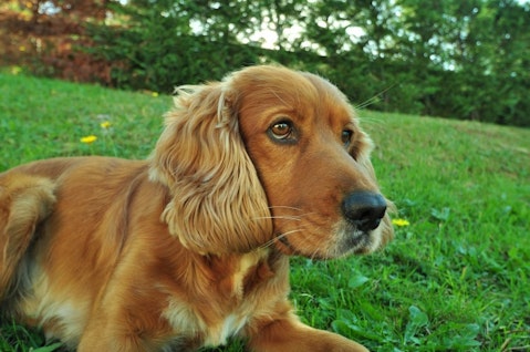 10 Therapy Dog Breeds for Depression and Anxiety
