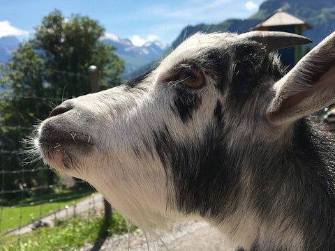 Easiest Goat Breeds to Raise