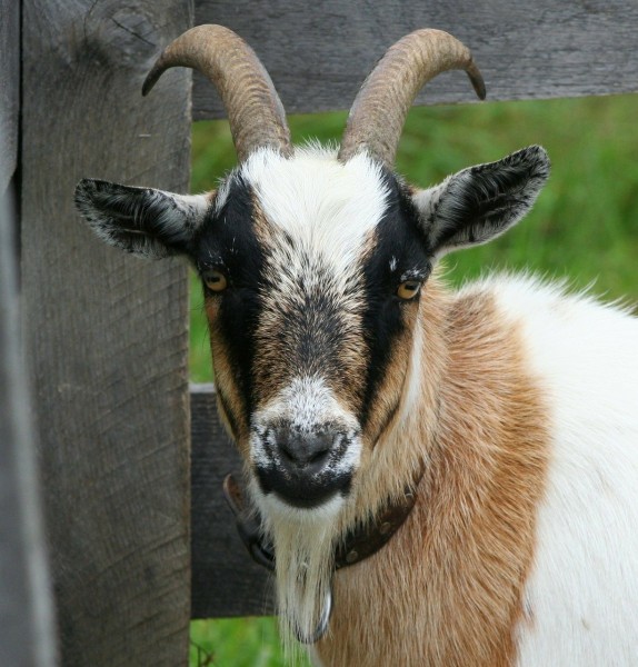 Easiest Goat Breeds to Raise