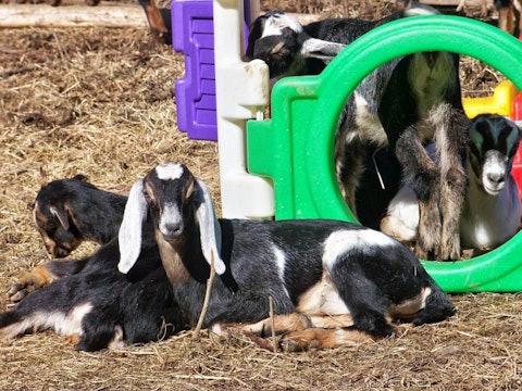 Easiest Goat Breeds to Raise
