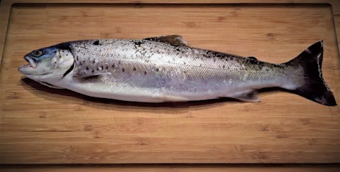 10 Best Tasting Freshwater Fish to Eat