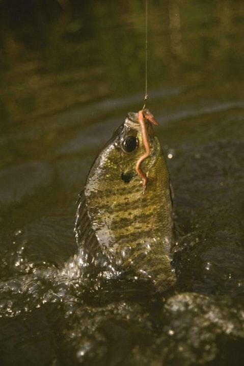 10 Best Tasting Freshwater Fish to Eat