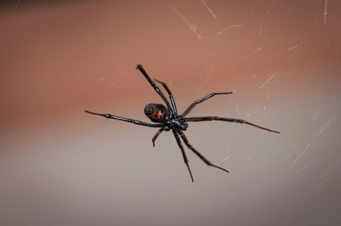 black-widow-spider-2042047_1280